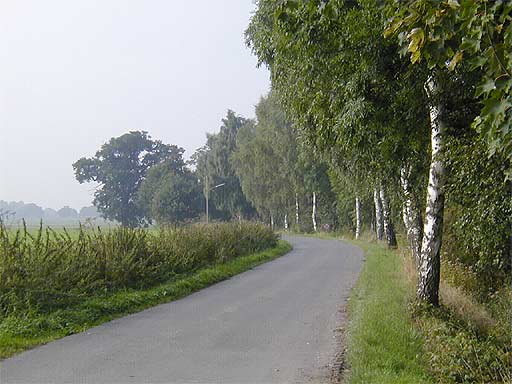 Birken am Ellingser Weg in Ellingsen am 26.08.2001