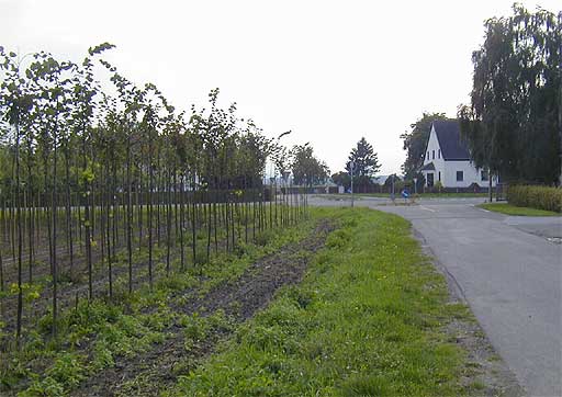 Baumschule Am Drmen am 24.09.2001