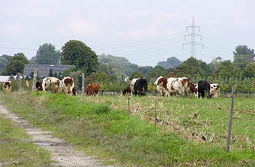 Viehweide in Katrop am 19.09.2001