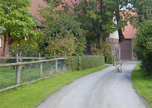 Freilaufende Tiere in Lhringsen am 26.08.2001